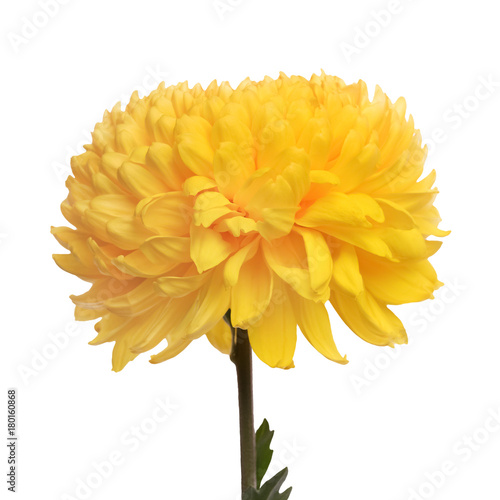 flower yellow chrysanthemum