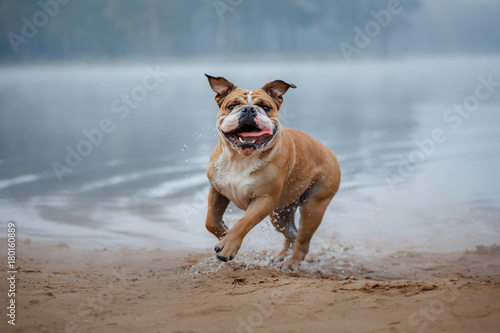 Fototapeta Naklejka Na Ścianę i Meble -  Dog English bulldog running on the beach