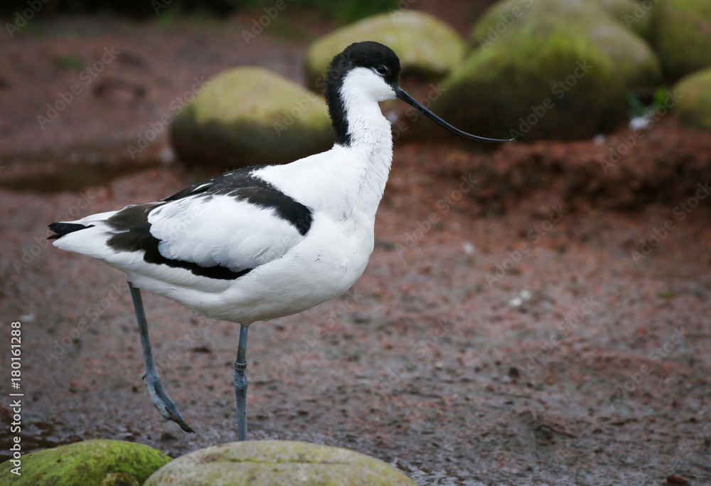 Obraz premium Avocet