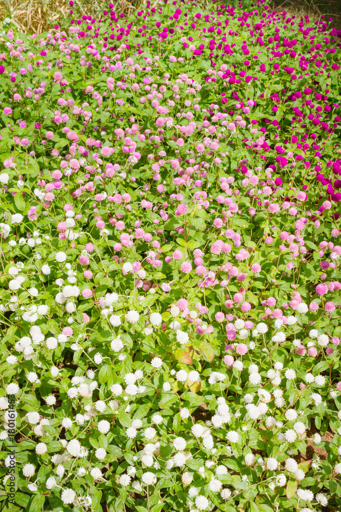 Beautiful flowers outside in the flowerbed Beautiful flowers outside in the flowerbed