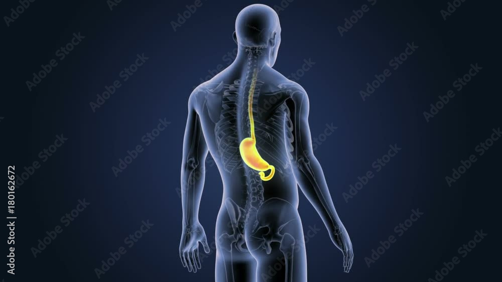 Stomach Stomach