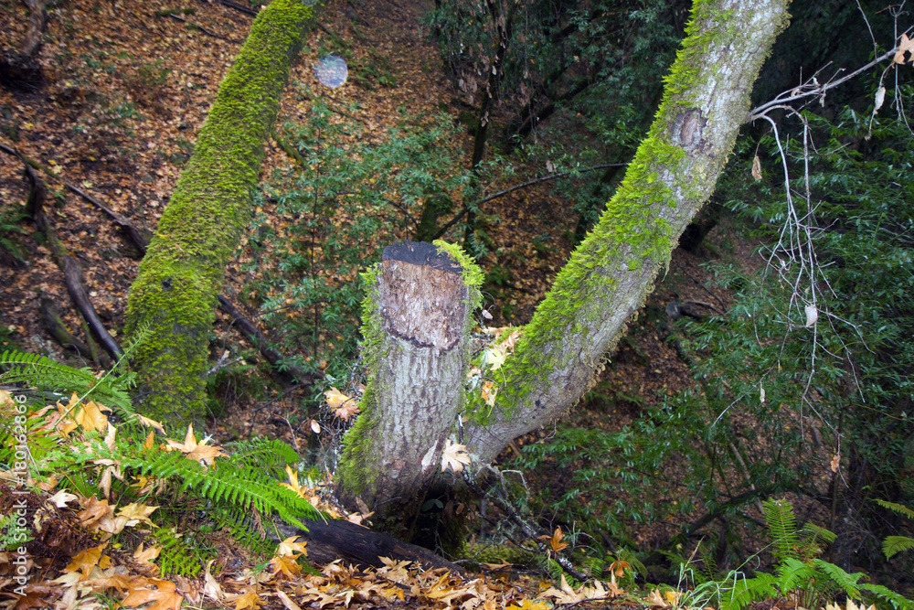 Obraz premium Armstrong Redwoods State Natural Reserve, California, United States - to preserve 805 acres (326 ha) of coast redwoods (Sequoia sempervirens). The reserve is located in Sonoma County, Guerneville.