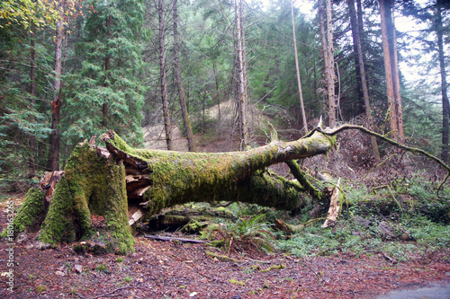 Armstrong Redwoods State Natural Reserve, California,  United States - to preserve 805 acres (326 ha) of coast redwoods (Sequoia sempervirens). The reserve is located in Sonoma County, Guerneville.