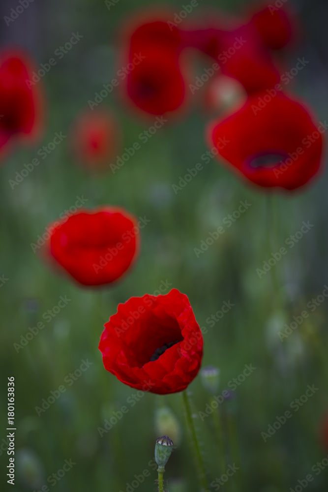 Fototapeta premium Field of poppies