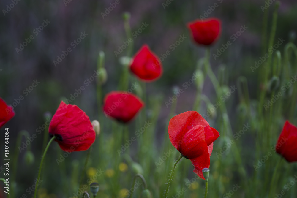 Naklejka premium Field of poppies