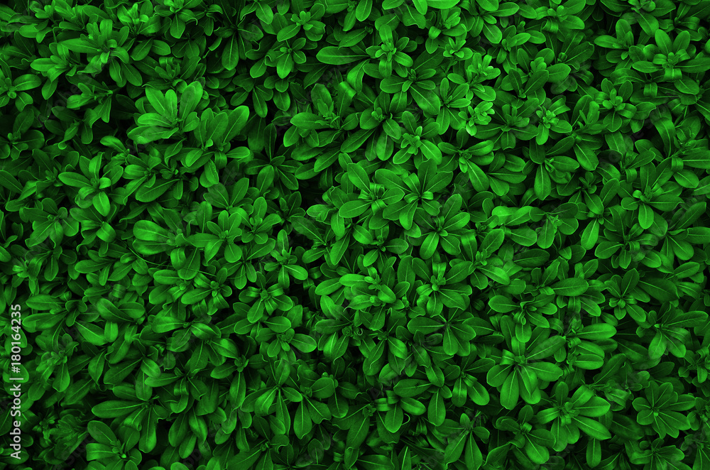 green leaf green leaf