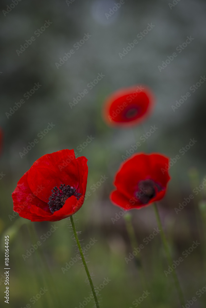 Obraz premium Pole maków