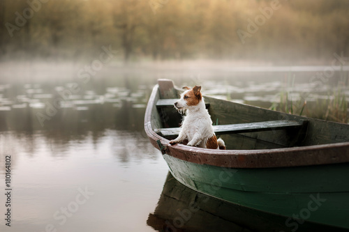 Dog Jack Russell Terrier in a boat photo