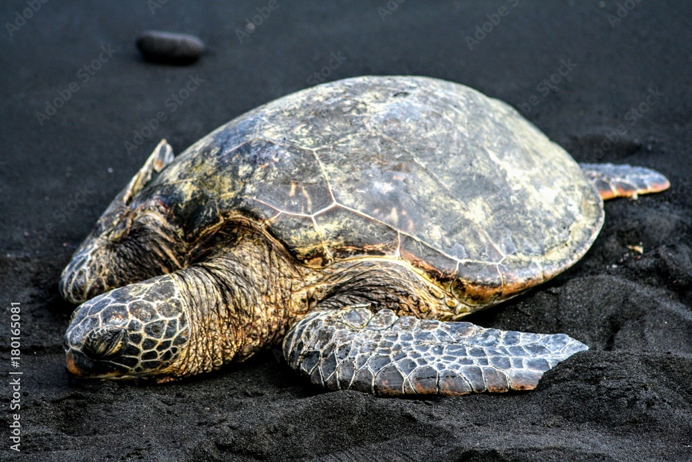 Obraz premium Turtle on black sand
