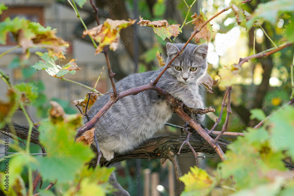 Gray cat on tree Gray cat on tree