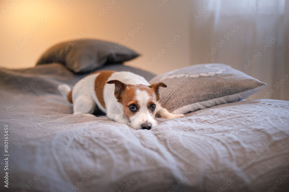 Dog Jack Russell Terrier lying on the bed