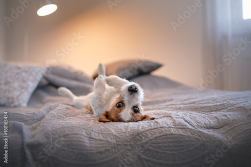 Dog Jack Russell Terrier lying on the bed
