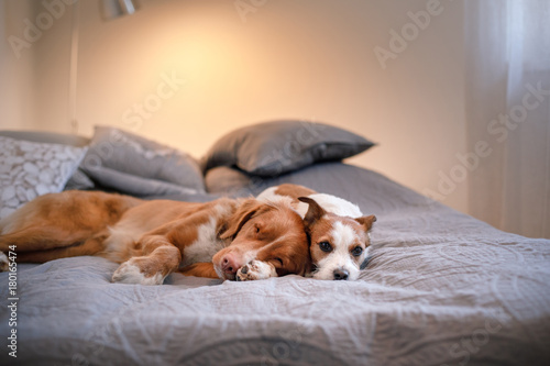 Dog Jack Russell Terrier and Nova Scotia duck tolling Retriever lying on the bed
