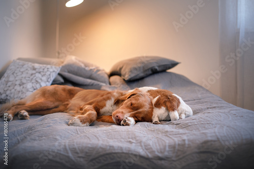 Dog Jack Russell Terrier and Nova Scotia duck tolling Retriever lying on the bed photo