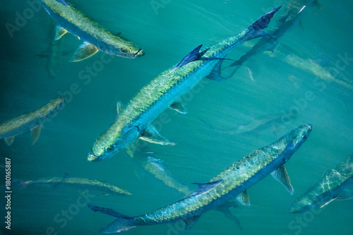 Tarpon