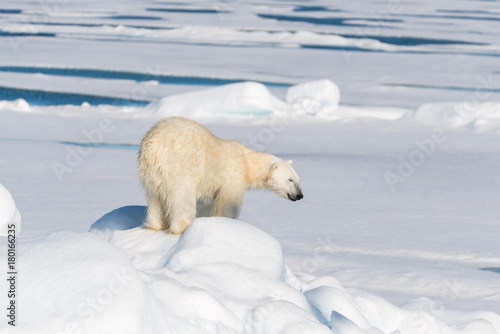 Polar bear on the pack ice