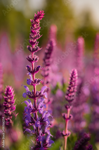 Lavender flower blooming outdoors