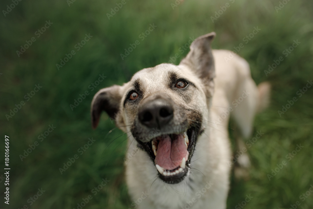 Dog breed walking on the nature
