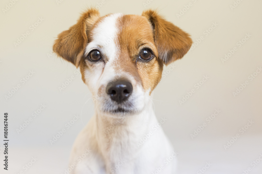 closeup portrait of a cute small dog standing on bed and looking curious to the camera. Pets indoors