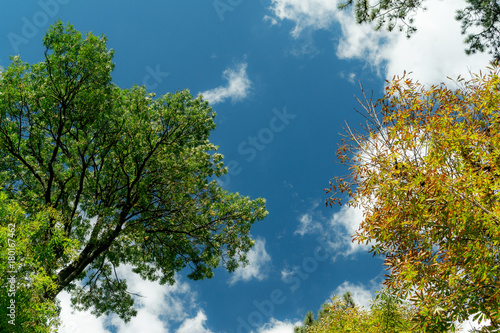 Fototapeta Naklejka Na Ścianę i Meble -  Clouds and Trees on Blue Sky