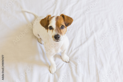 portrait of a cute small dog standing on bed and looking curious to the camera. Pets indoors © Eva