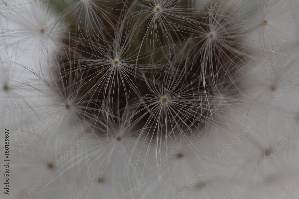 Fototapeta premium Up Close Dandelion