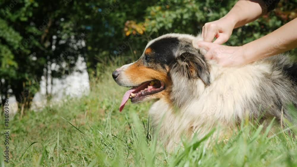 To treat a skin of a dog a preparation from pests - fleas and ticks To treat a skin of a dog a preparation from pests - fleas and ticks