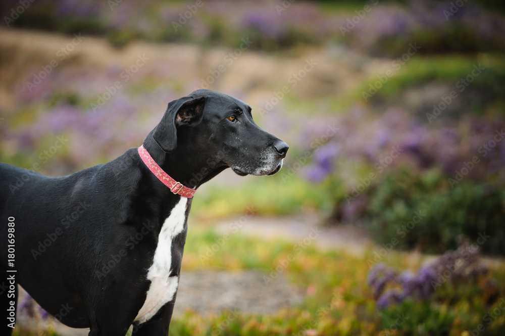 Great Dane dog standing in purple flower field