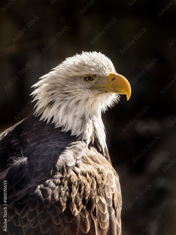 Obraz premium Bald Eagle in Profile, Close Up