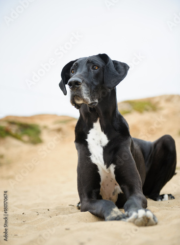 Black and white Great Dane dog lying down in sand
