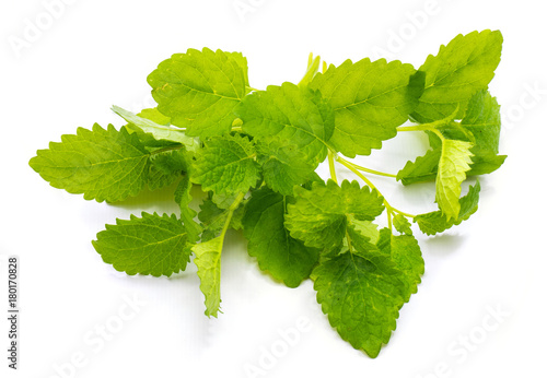 Fresh green lemon balm (melissa) isolated on white background.