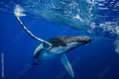 baleine à bosse