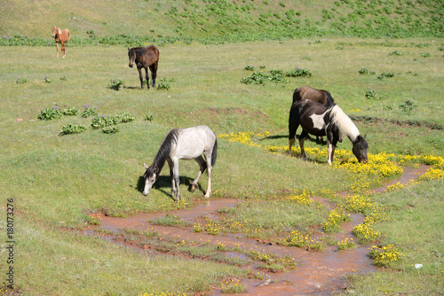 Fototapeta Naklejka Na Ścianę i Meble -  Free running horses, Pamir Mountain Range, Kyrgyzstan
