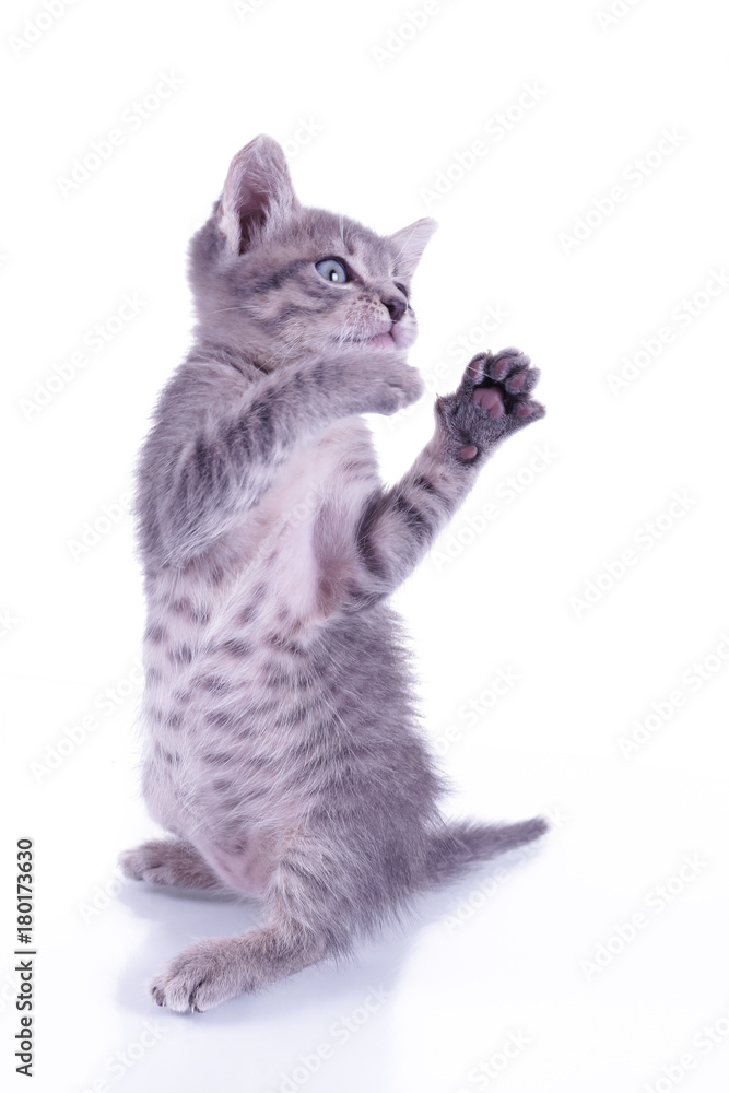 Fototapeta premium Kitten on white background in studio