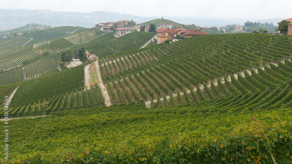 Langhe vigneti di uva vino italiano