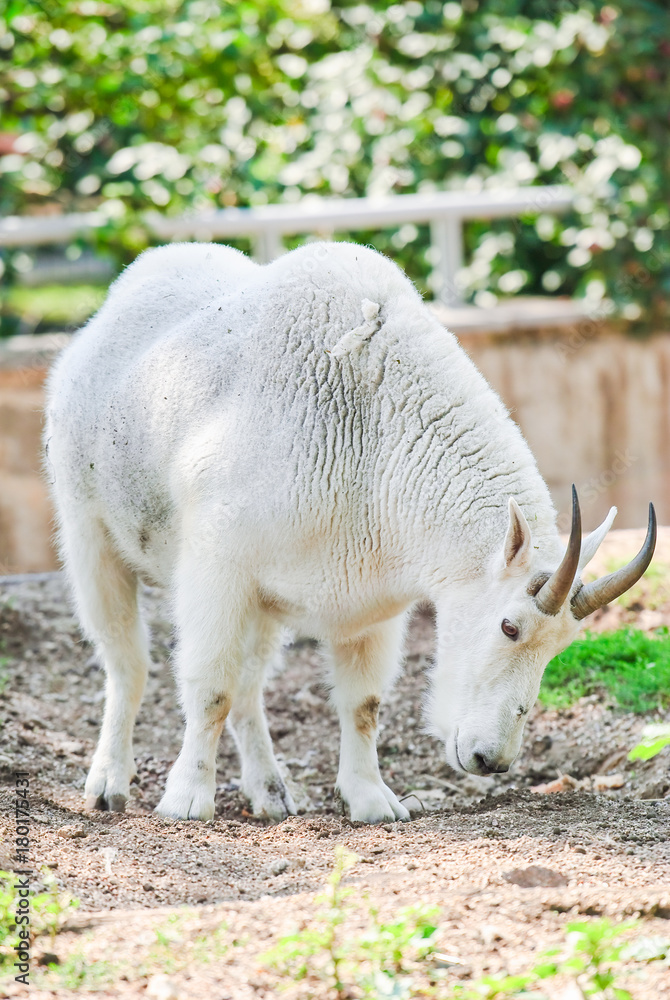 White Rocky Mountain goat (Oreamnos americanus). Male White Rocky Mountain goat (Oreamnos americanus). Male