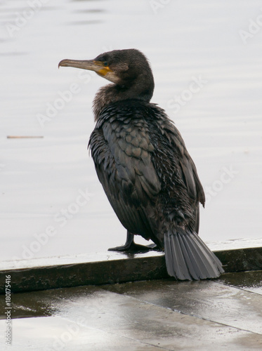 Shag waiting to fish