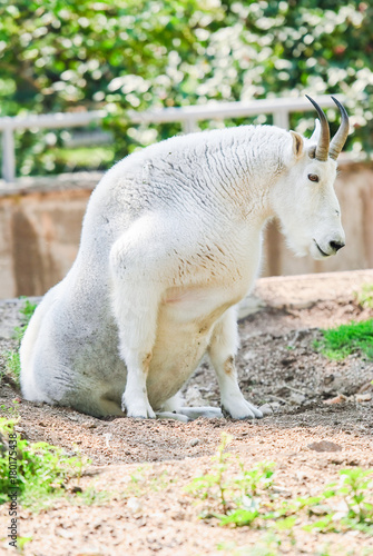 White Rocky Mountain goat (Oreamnos americanus). Male