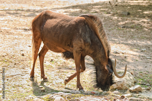 The black wildebeest or white-tailed gnu © aleoks