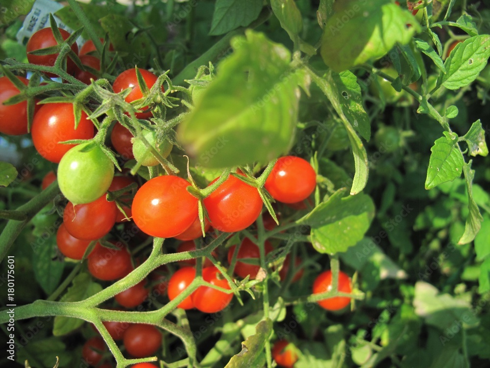 Cherry tomatoes growing on a plant