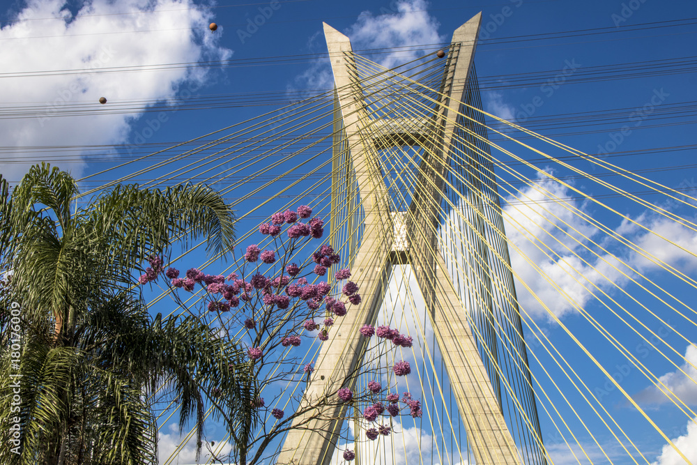 Obraz premium View of the Octavio Frias de Oliveira Bridge, known as the Estaiada Bridge, and Tabebuia rosea tree in the south zone of Sao Paulo, SP