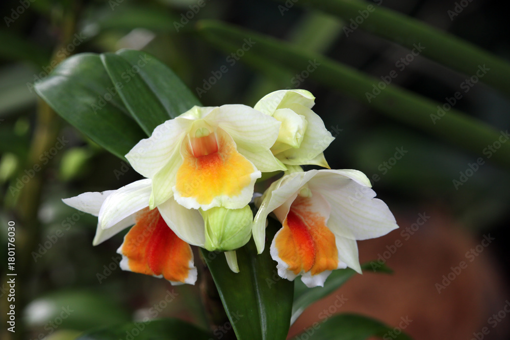 Fototapeta premium Orchideen-Hybride