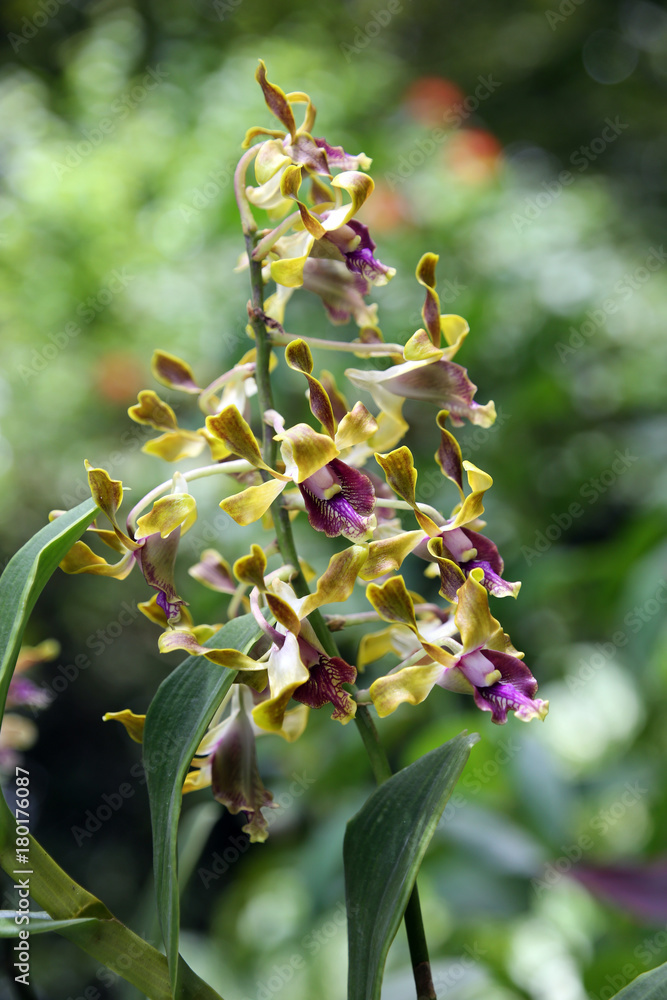 Obraz premium Orchideen-Hybride