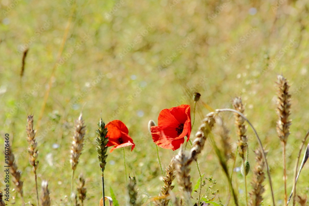 Naklejka premium flowers