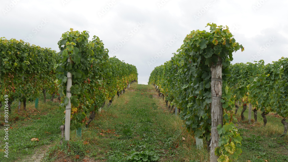 Naklejka premium Panorama Novello campagna e vino italiano