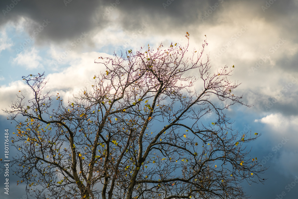 Fototapeta premium Leafless tree with the cloudy background