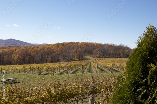 Autumn Winery View