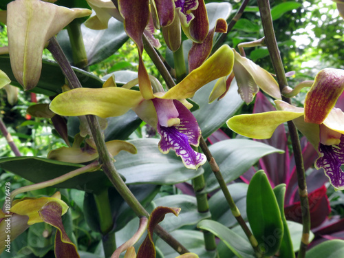 фотографія Dendrobium-Hybride Barack und Michelle Obama