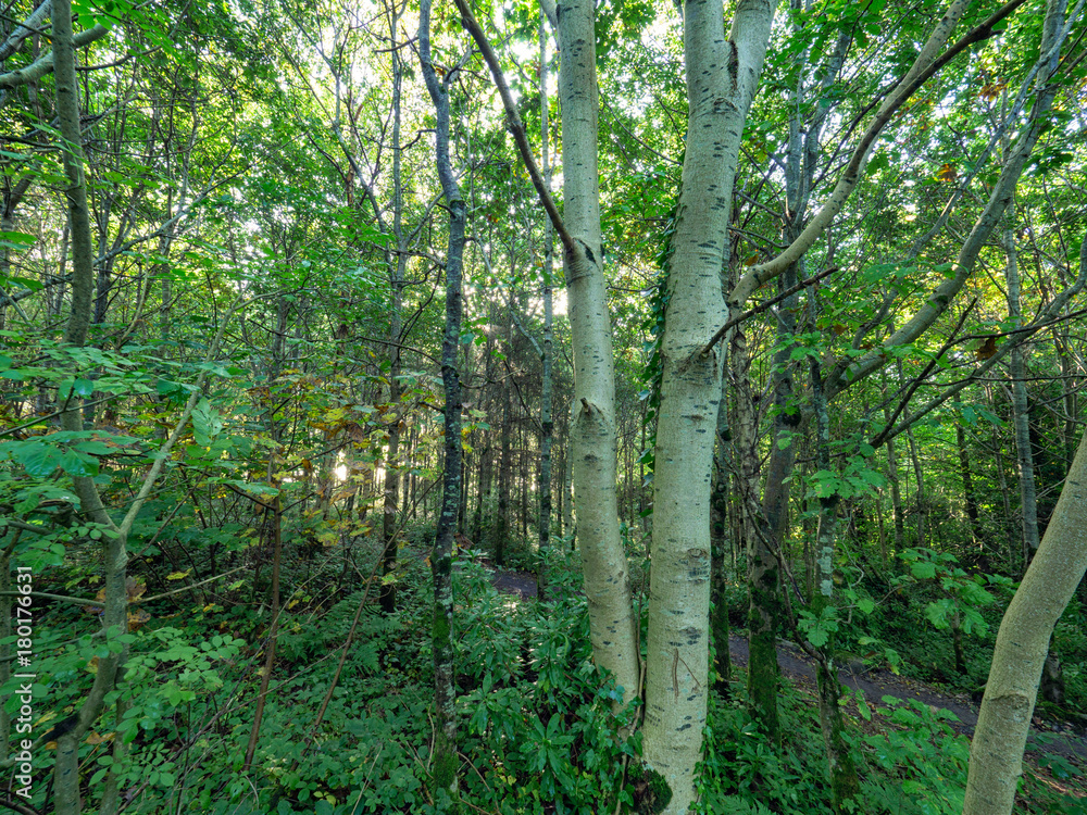Early Autumn countryside morning,Northern Ireland Early Autumn countryside morning,Northern Ireland