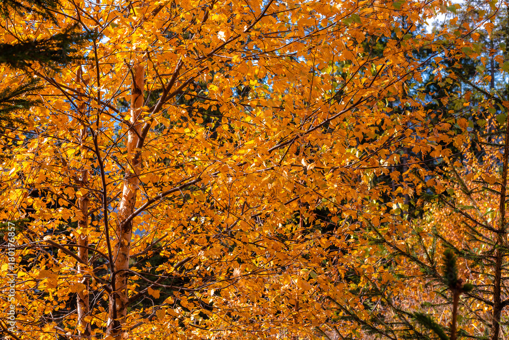 Birch autumnal foliage in Renon/Ritten forest, Alto Adige/South Tyrol, Italy Birch autumnal foliage in Renon/Ritten forest, Alto Adige/South Tyrol, Italy